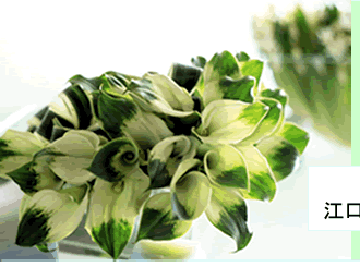 �t�����[�A�����W�����g�̉��