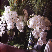 Flower Festival